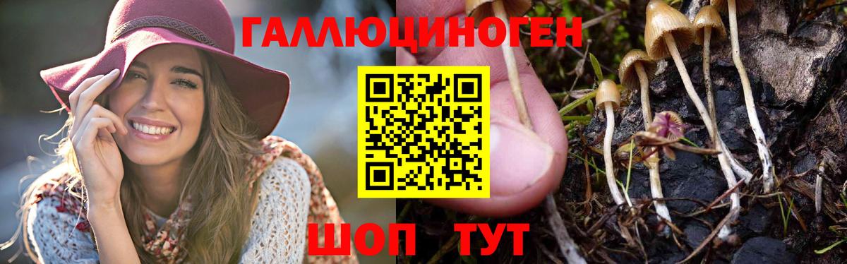 Лесозаводск  Галлюциногенные грибы Psilocybe  Вход с VPN 
